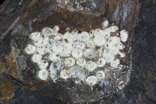 Paleocene Fossil Fruit (Psidium) - North Dakota #96804