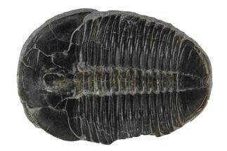 Large Elrathia Trilobite - Wheeler Shale - Utah #97146
