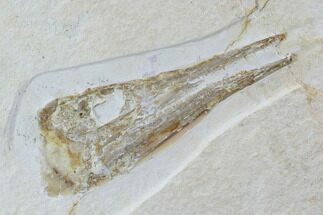 Fossil Fish Skull - Solnhofen Limestone, Germany #97511