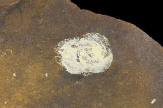 .34" Unidentified Fossil Seed From North Dakota - Paleocene - Fossil #96887