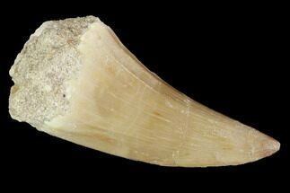 Mosasaurus Tooth - Morocco #96798