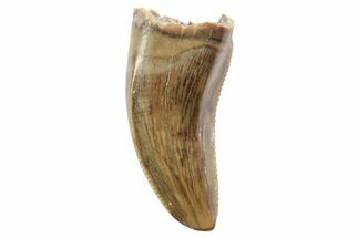 Serrated, Theropod Tooth - Montana #97432