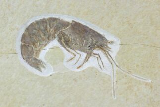 Detailed, Fossil Shrimp - Solnhofen Limestone #97514