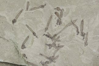 Fossil Crane Fly Larva - Green River Formation, Utah #97436