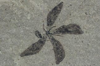 Fossil Astronium Flower & Partial Sycamore Leaf - Green River, Utah #97437