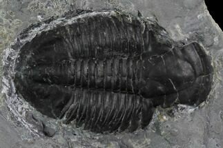Asaphiscus Trilobite Molt - Wheeler Shale, Utah #97176