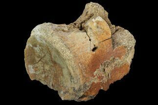 Theropod Dinosaur Vertebra - Aguja Formation, Texas #97796