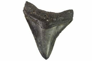 Serrated, Juvenile Megalodon Tooth - Venice, Florida #97689