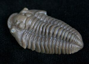 Prone Flexicalymene Senaria Trilobite - Ontario #6961