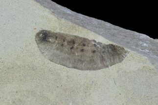 Fossil Insect Larva - Green River Formation, Utah #97462