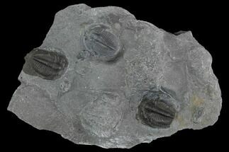 Bolaspidella Trilobites From Wheeler Shale, Utah #97188