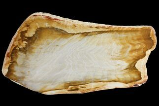 9.8" Petrified Wood Slab - Idaho - Fossil #98261