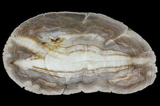 8.5" Polished Petrified Wood (Dicot) Slab - Texas - Fossil #98603