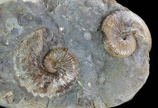Hoploscaphites Ammonite Association - South Dakota #98736