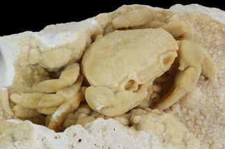 Fossil Crab (Potamon) Preserved in Travertine #98905
