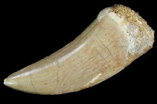 Carcharodontosaurus Dinosaur Tooth - Serrated #99291