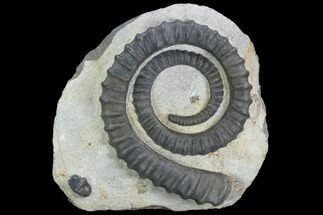 Devonian Ammonite (Anetoceras) With Trilobite Tail - Morocco #99947