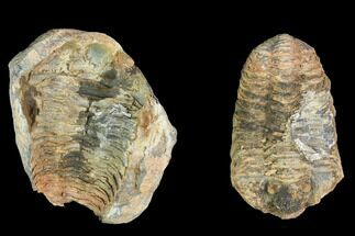 Fossil Calymene Trilobite Nodule (Pos/Neg) - Morocco #100009