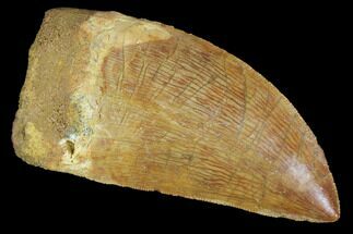 Serrated, Juvenile Carcharodontosaurus Tooth - Morocco #100103