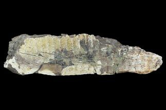 Edmontosaurus Jaw Section - Montana #100848