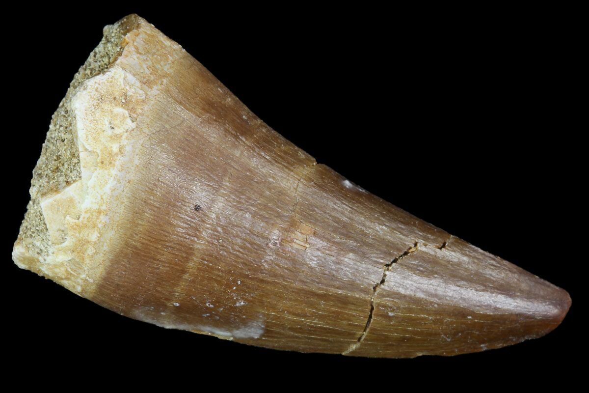 mosasaurus teeth for sale