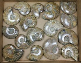 Lot: - Whole Polished Ammonites (Grade B/C) - Pieces #101410