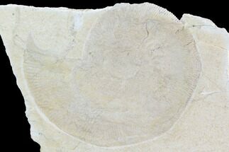 Fossil Ammonite (Subplanites) - Solnhofen Limestone, Germany #101578