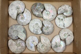 Lot: - Silver Ammonite Fossils - Pieces #101591