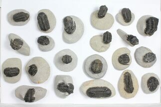 Lot: Trilobite Fossils (Heavily Restored) - Pieces #101600