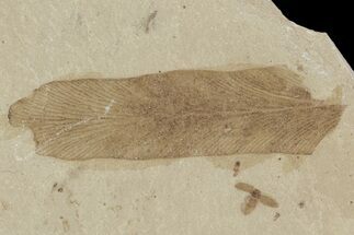 Leaf and Bee Fossil- Green River Formation, Utah #101638