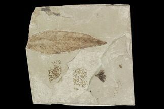 Leaf and Flower Fossil - Green River Formation, Utah #101672