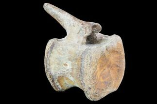 Hadrosaur Caudal Vertebra - Montana #101782