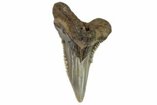 Lower Shark Tooth Fossil (Hemipristis) - Virginia #102127