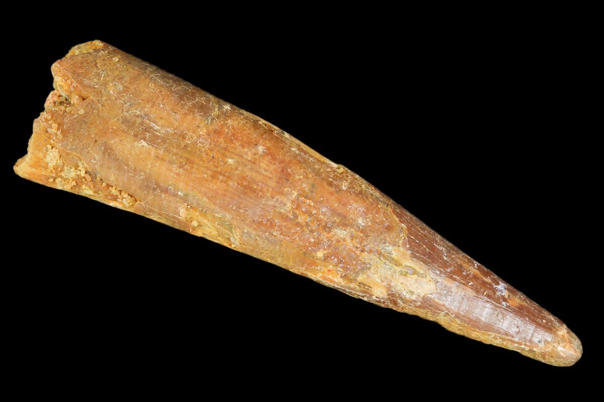 Large, 1.92" Pterosaur (Siroccopteryx) Tooth - Morocco For ...