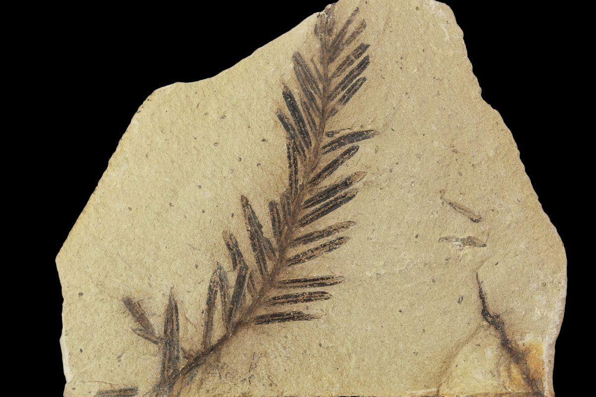 1 8 U0026quot Metasequoia Dawn Redwood Fossils
