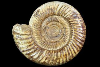 Large, Ammonite (Perisphinctes) Fossil - Jurassic #102521