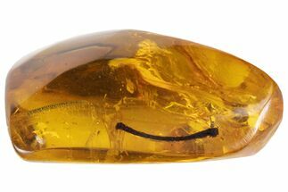 Polished Chiapas Amber With Flora Inclusions ( g) - Mexico #102484