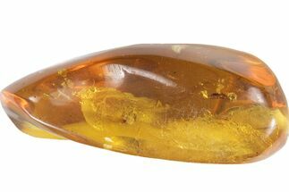 Polished Chiapas Amber With Bug Inclusion ( g) - Mexico #102511