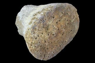 Partial Fossil Phytosaur Toe Bone - Arizona #102457