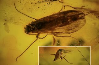 Fossil Caddisfly (Trichopterae) & Flies (Diptera) In Baltic Amber #102778