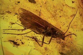 Large, Detailed Fossil Caddisfly (Trichopterae) In Baltic Amber #102802