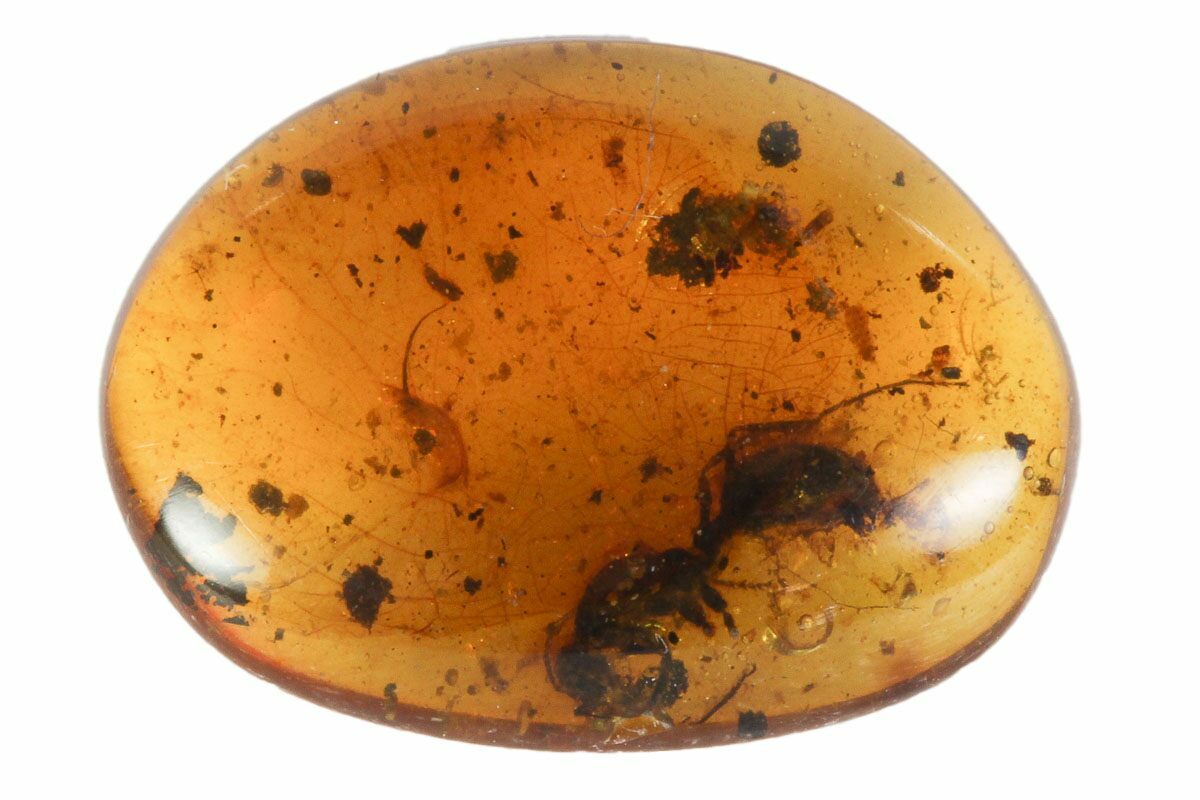 Cretaceous Fossil Ant (Formicidae) in Amber - Myanmar For Sale (#102866 ...