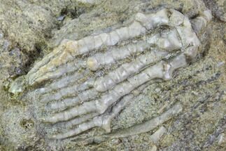Fossil Crinoid (Dasciocrinus) on Rock - Alabama #102981
