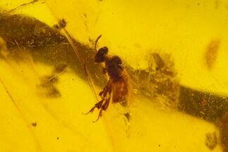 Polished Amber With Detailed Fossil Wasp ( g) - Mexico #102822