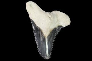 Fossil Shark Tooth (Hemipristis) - Florida #103406