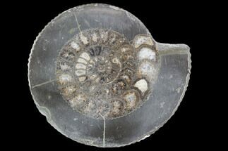 Polished Ammonite (Dactylioceras) Half - England #103794