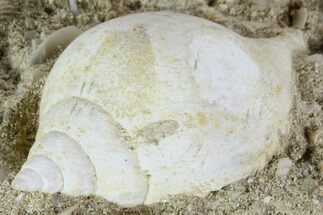 Eocene Fossil Gastropods (Sycostoma & Sigmesalia) - Damery, France #103849