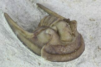 Enrolled Cordania Trilobite - Black Cat Mountain, Oklahoma #104032