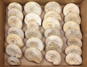 Lot: Lbs Perisphinctes Ammonite Fossils - Pieces #103889
