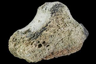 Partial Hadrosaur Phalange (Toe) - Montana #104210